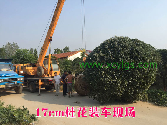 17cm桂花装车