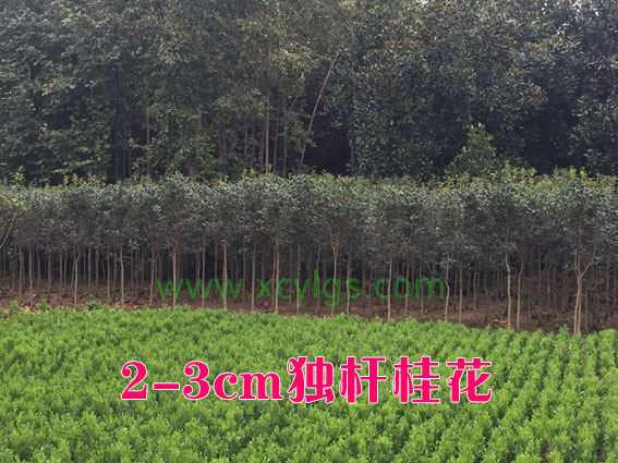 2-3cm独杆桂花