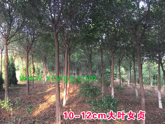 10-12cm大叶女贞