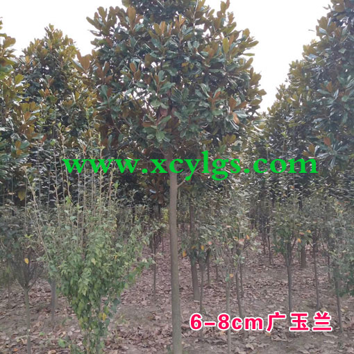 6-8cm广玉兰