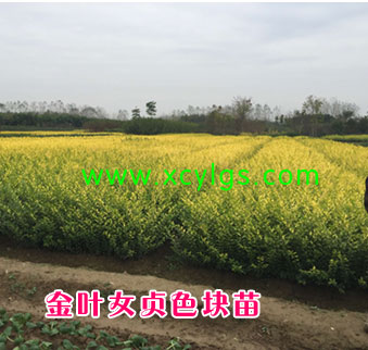 金叶女贞色块苗