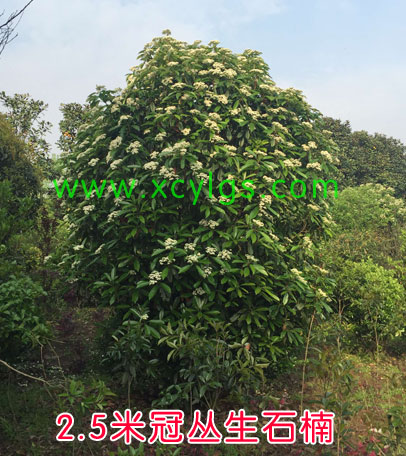 2.5米灌丛生石楠