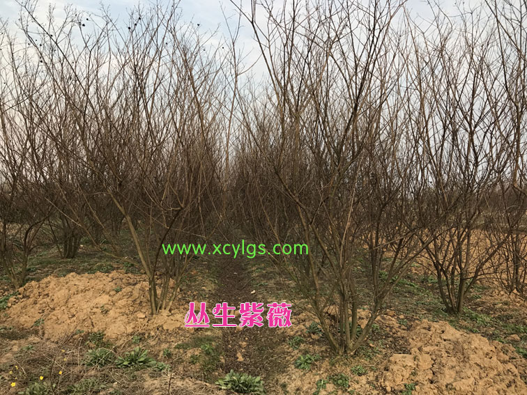 丛生紫薇