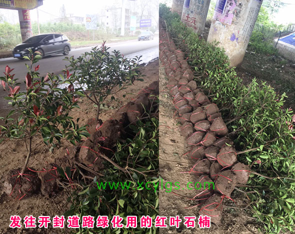 发往开封道路绿化用的红叶石楠