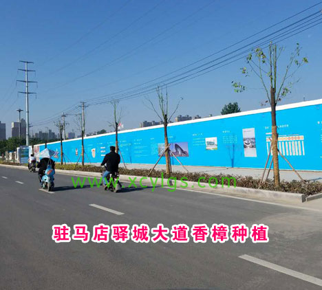驻马店驿城大道香樟种植