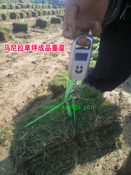 马尼拉草坪成品重量