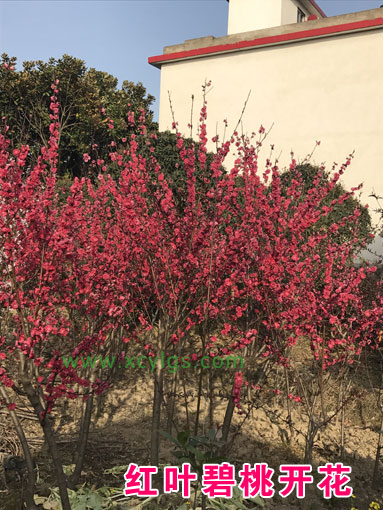 红叶碧桃开花